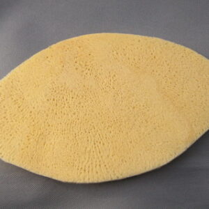 Sponge for the Antimension